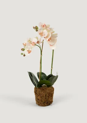 Faux Blush Phalaenopsis Orchid Drop-In Plant - 23"