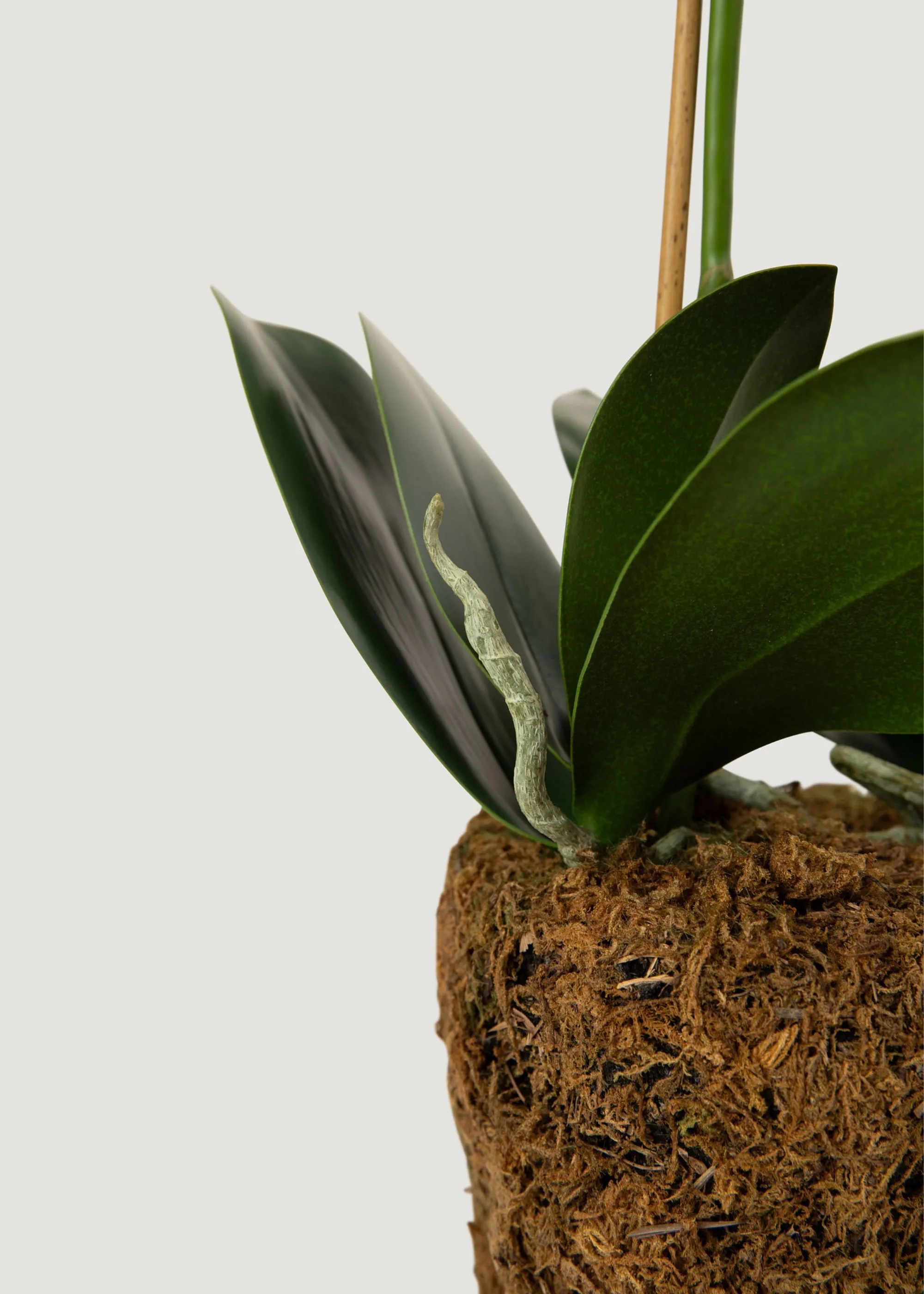 Faux Blush Phalaenopsis Orchid Drop-In Plant - 23"